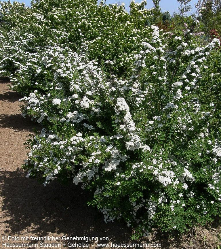 Japanische Strauch-Spiere 'Snowmound' (Spiraea nipponica)