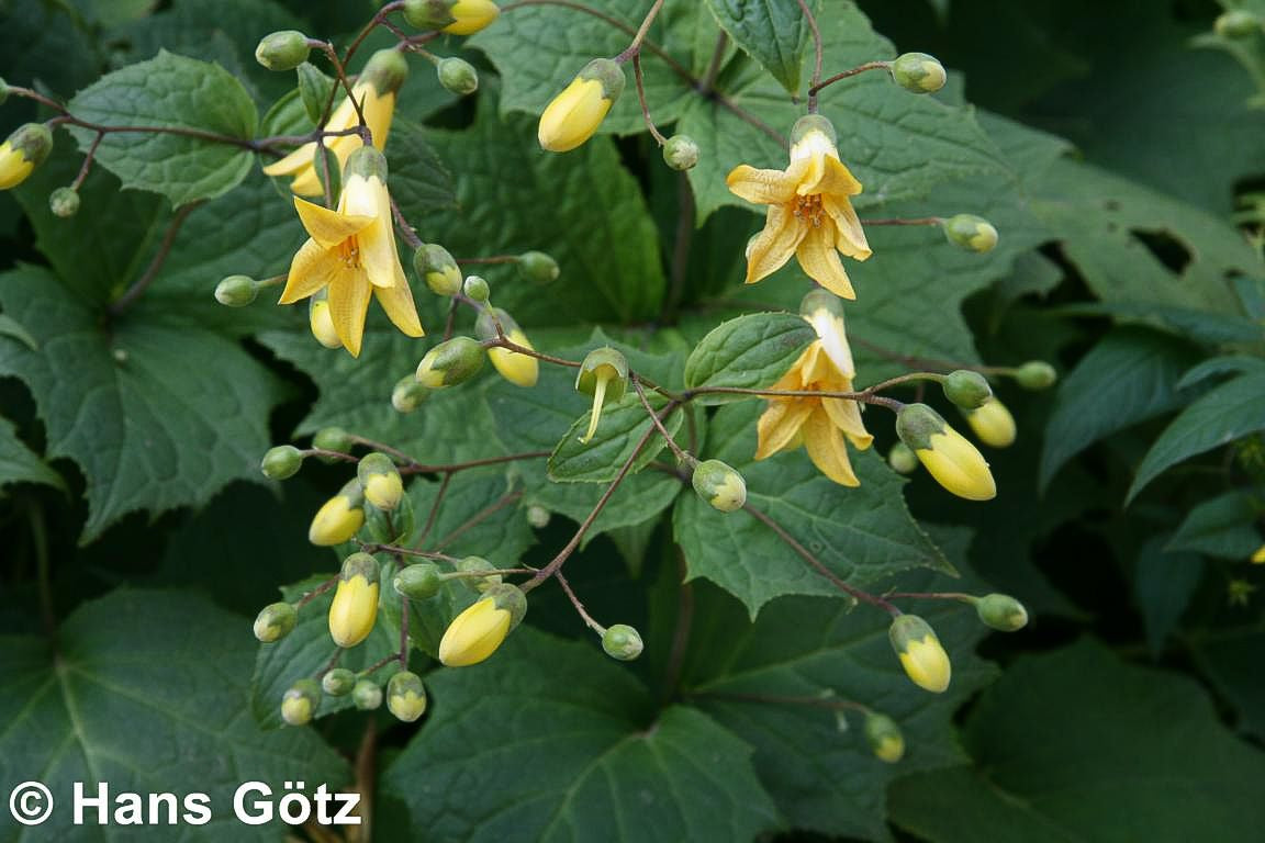 Japanische Wachsglocke (Kirengeshoma palmata)