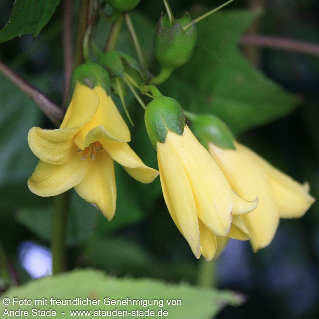 Japanische Wachsglocke (Kirengeshoma palmata)