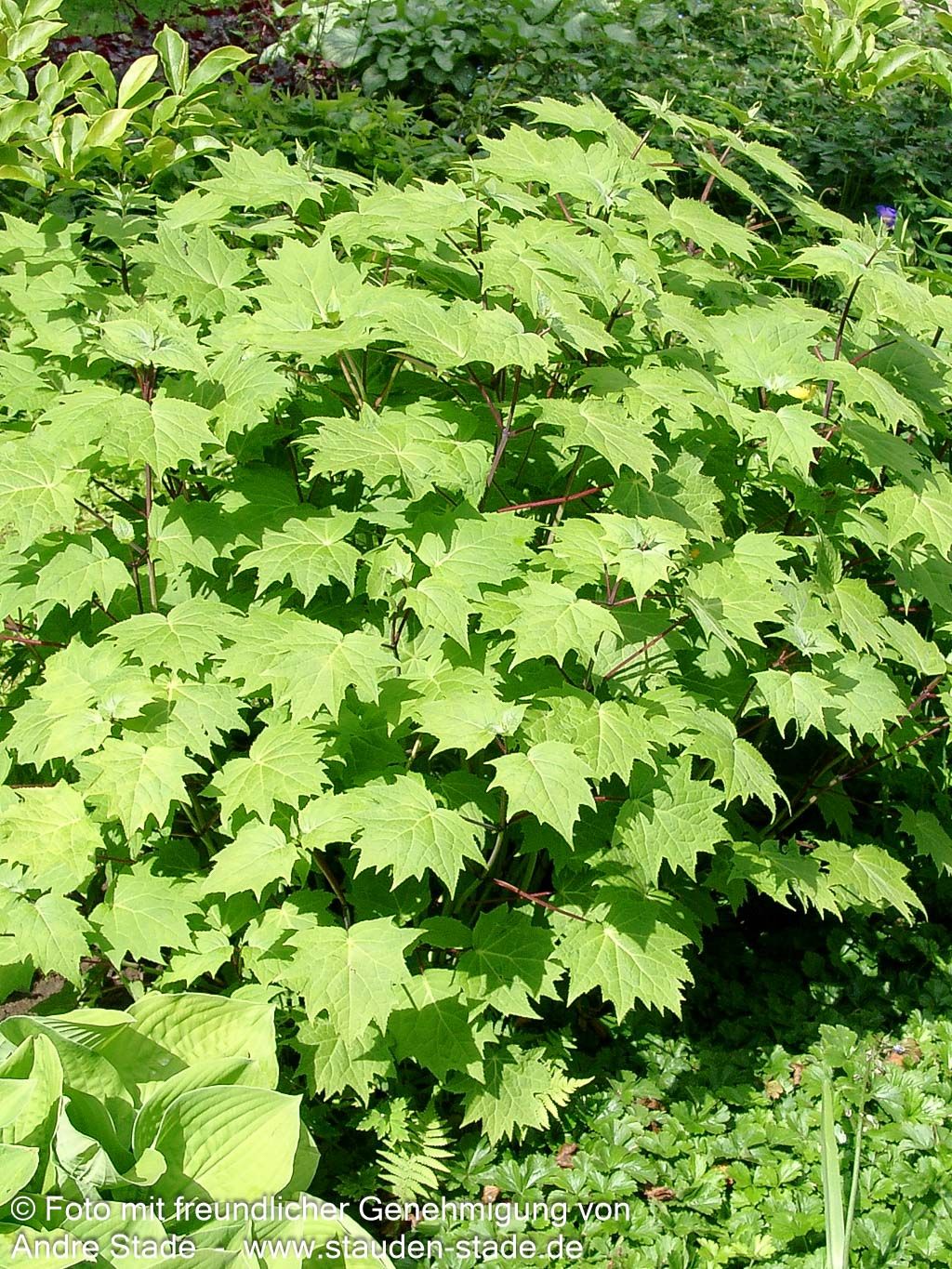 Japanische Wachsglocke (Kirengeshoma palmata)