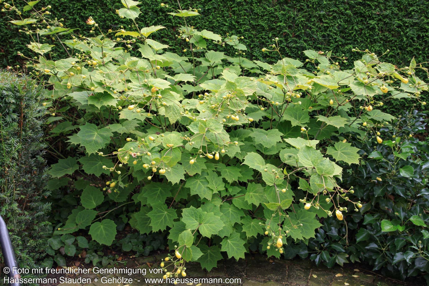 Japanische Wachsglocke (Kirengeshoma palmata)