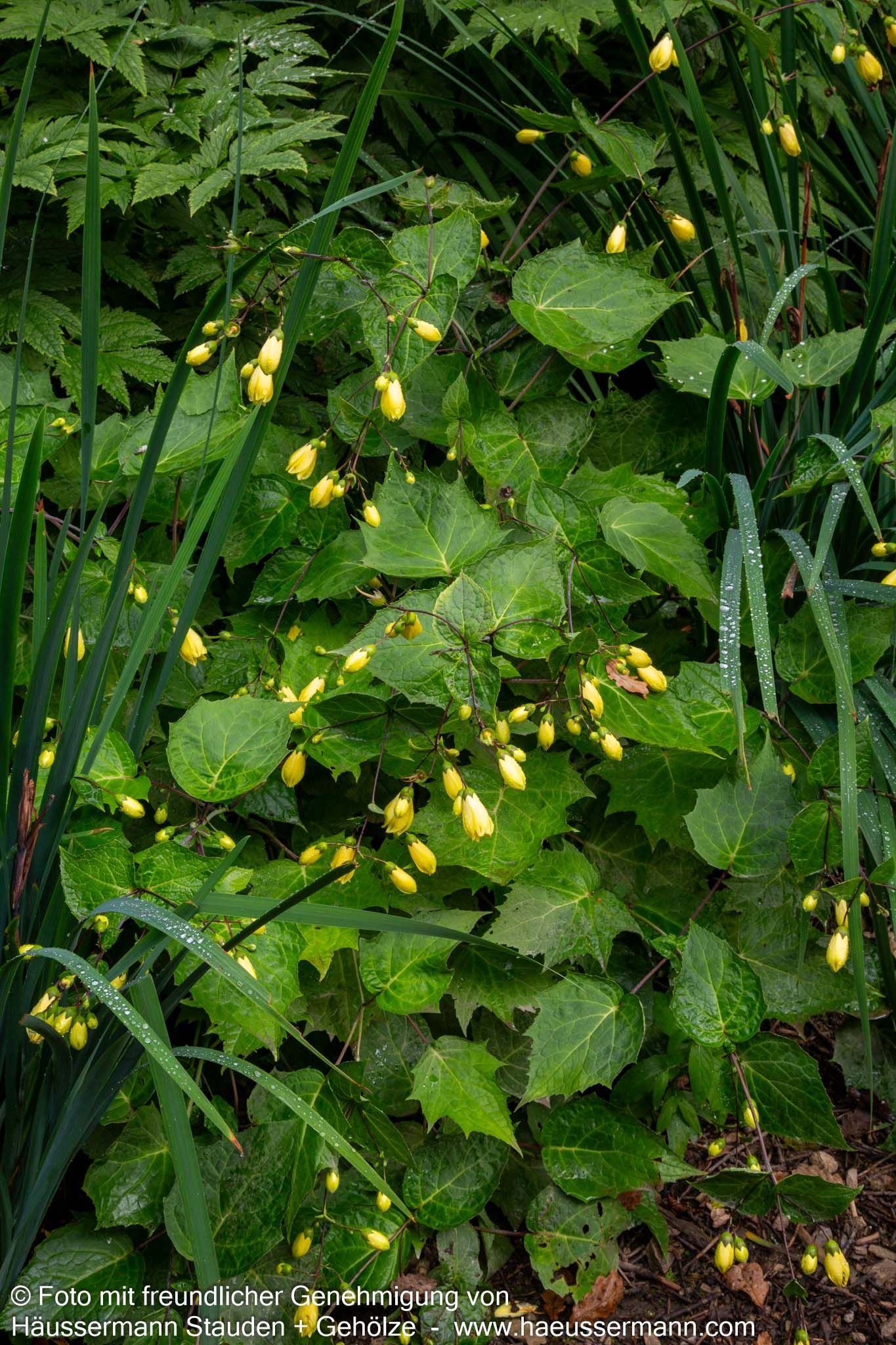 Japanische Wachsglocke (Kirengeshoma palmata)