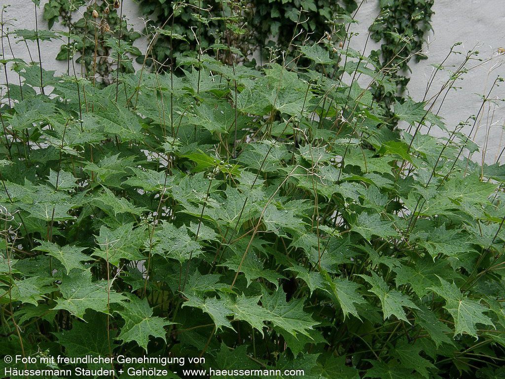 Japanische Wachsglocke (Kirengeshoma palmata)