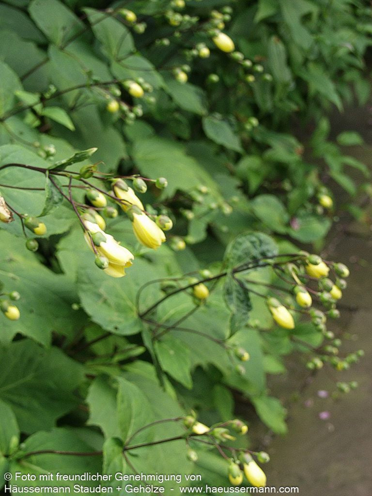 Japanische Wachsglocke (Kirengeshoma palmata)