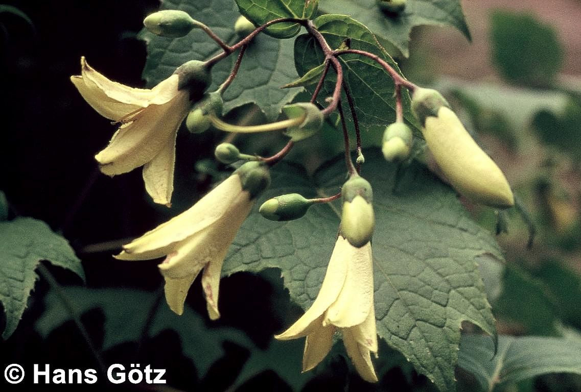 Japanische Wachsglocke (Kirengeshoma palmata)