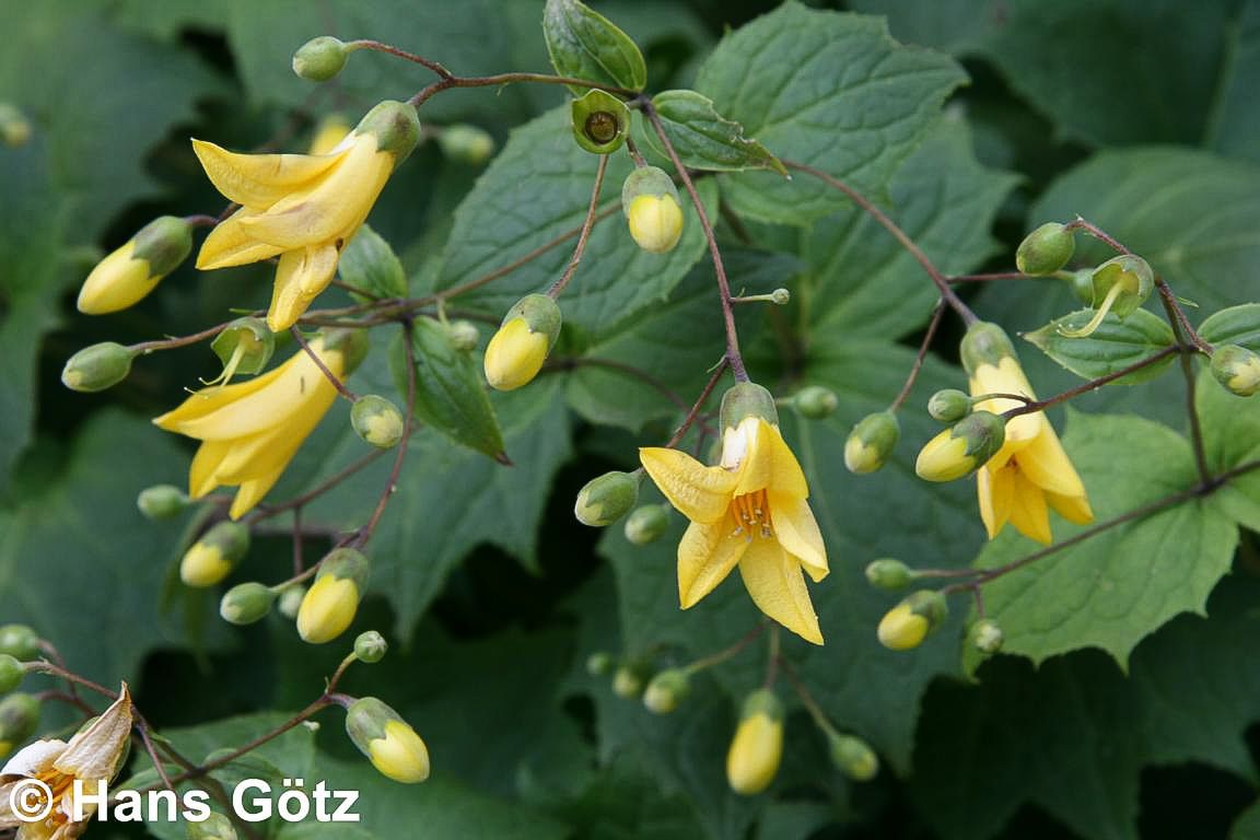 Japanische Wachsglocke (Kirengeshoma palmata)