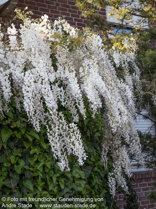 Japanischer Blauregen 'Alba' (Wisteria floribunda)