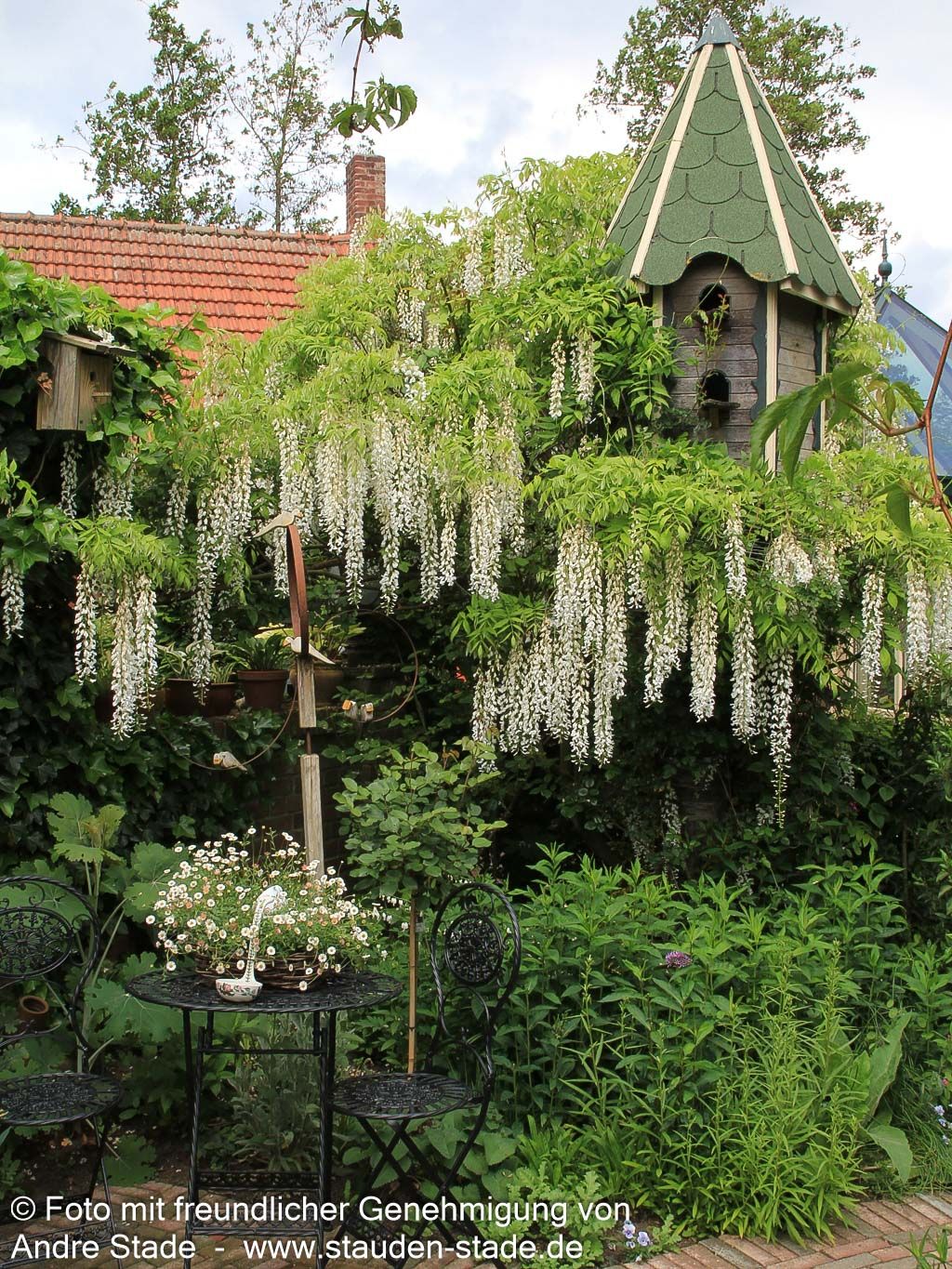 Japanischer Blauregen 'Alba' (Wisteria floribunda)