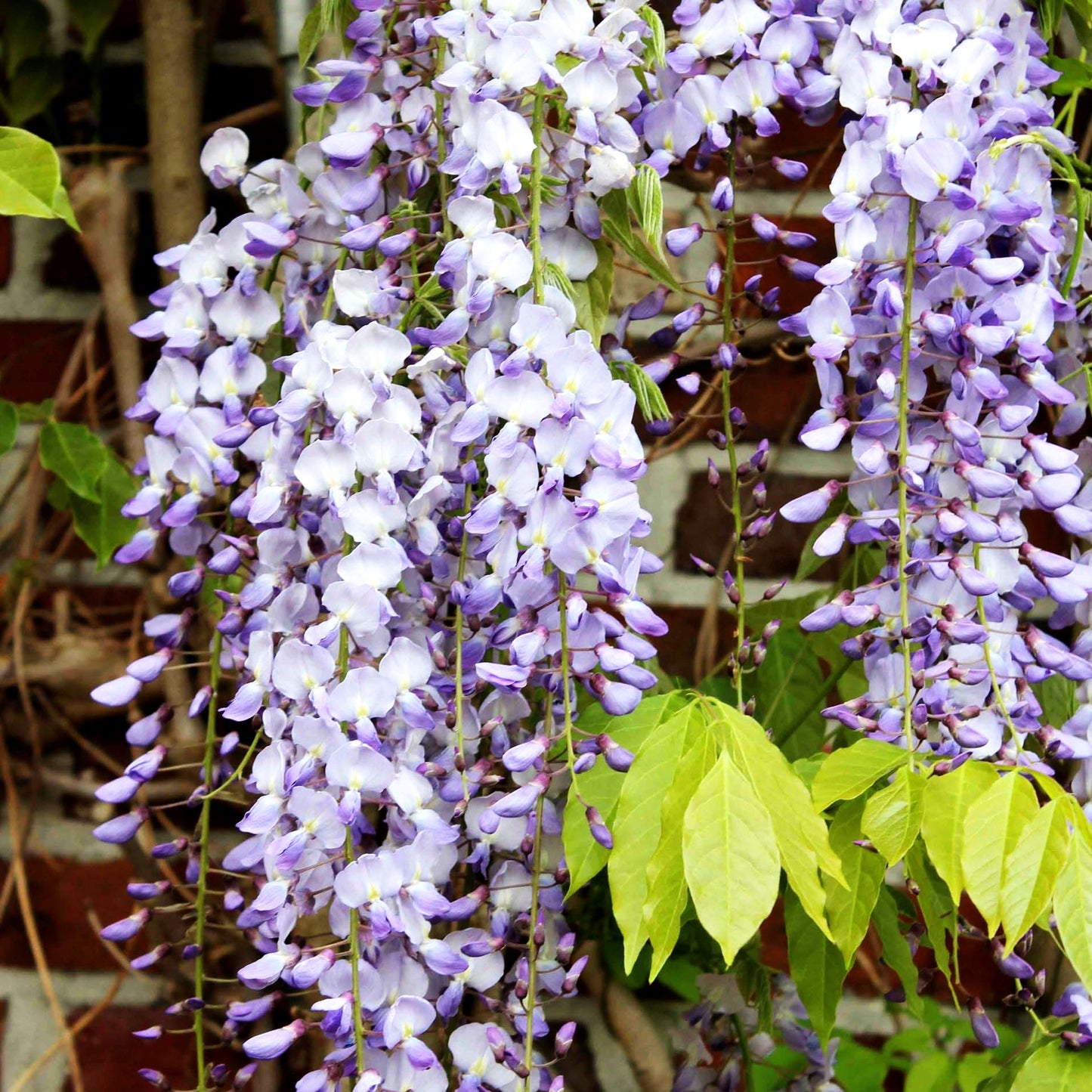 Japanischer Blauregen 'Domino' (Wisteria floribunda)