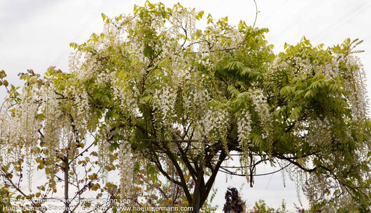 Japanischer Blauregen 'Longissima Alba' (Wisteria floribunda)