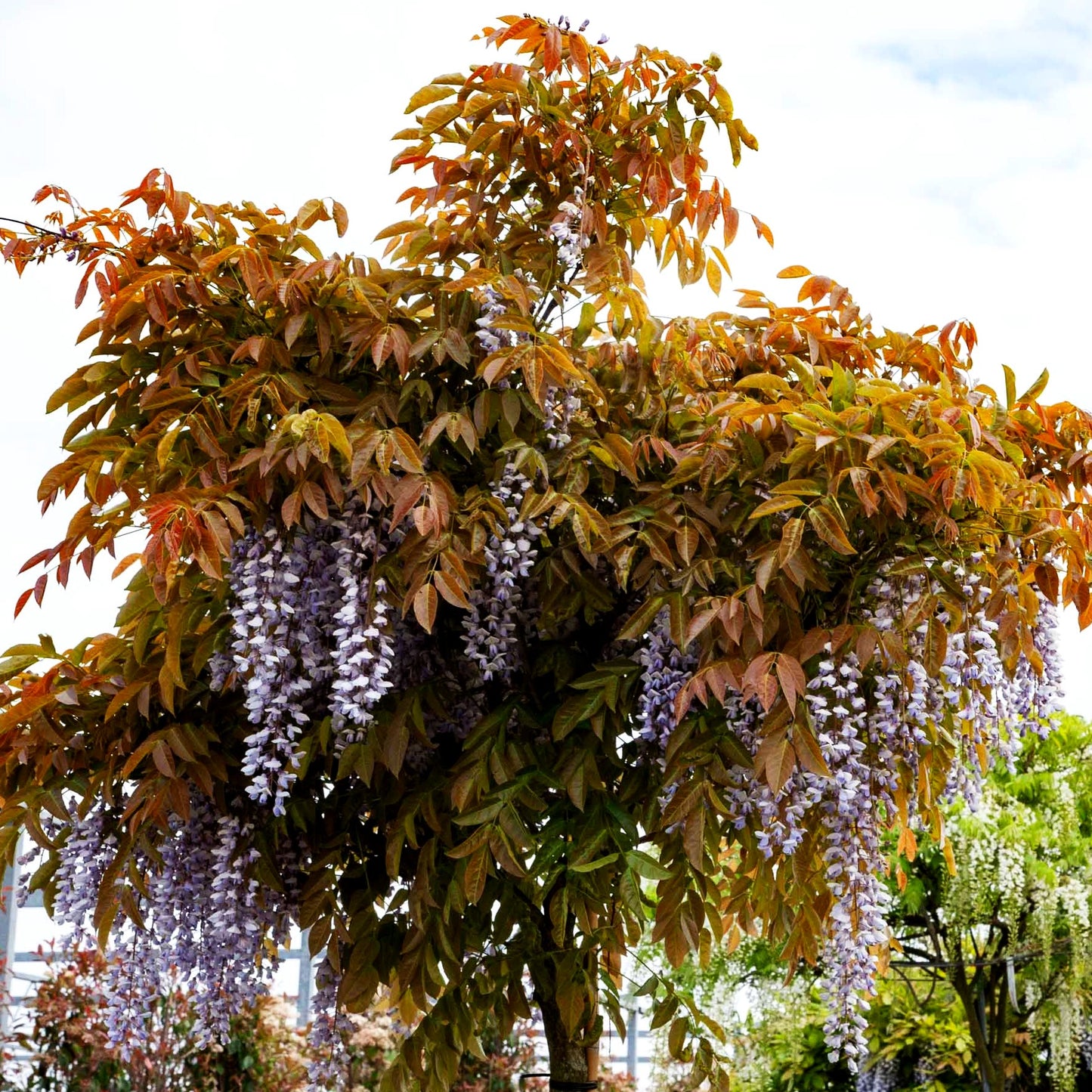 Japanischer Blauregen 'Macrobotrys' (Wisteria floribunda)