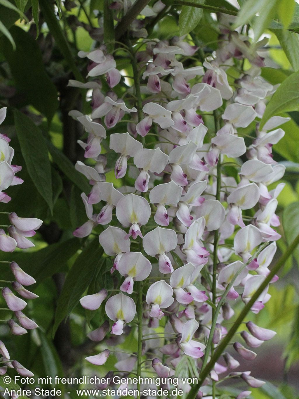 Japanischer Blauregen 'Rosea' (Wisteria floribunda)