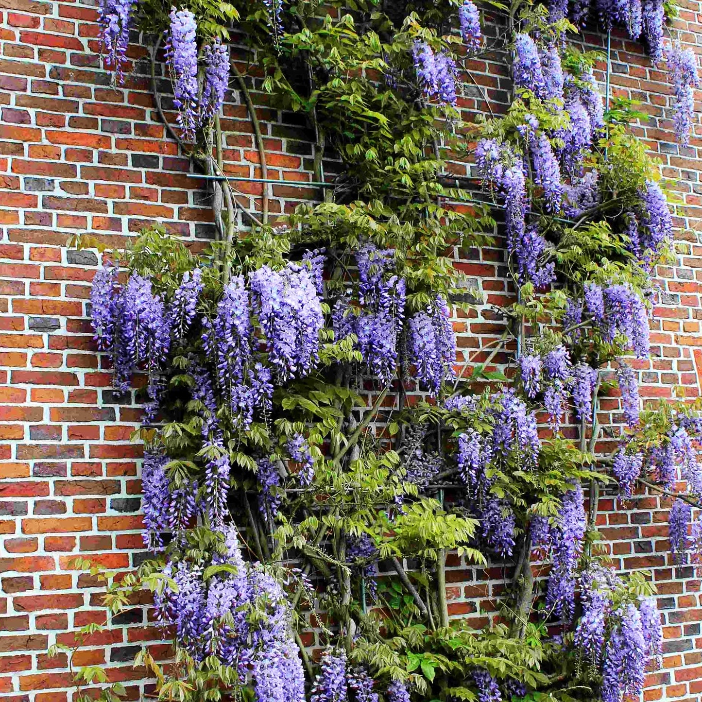 Japanischer Blauregen (Wisteria floribunda)