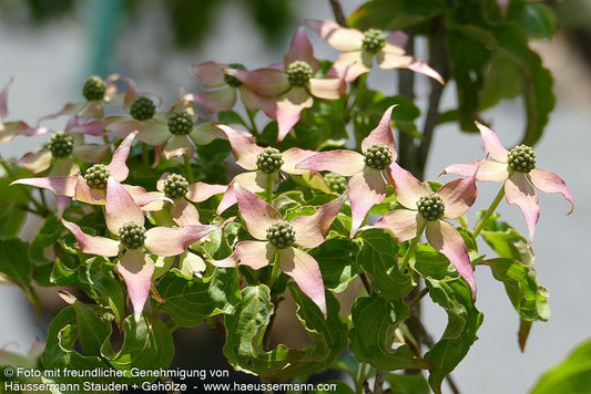Japanischer Blumen-Hartriegel 'Beni Fuji' (Cornus kousa)