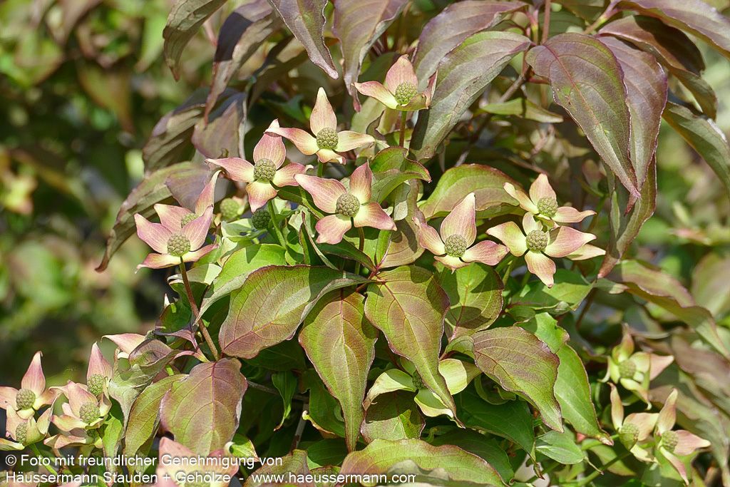 Japanischer Blumen-Hartriegel 'Cappucino' (Cornus kousa)
