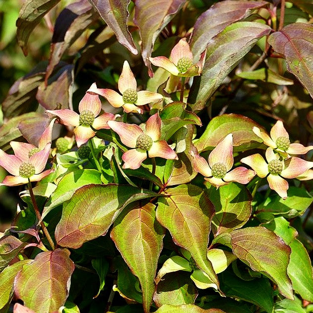 Japanischer Blumen-Hartriegel 'Cappucino' (Cornus kousa)