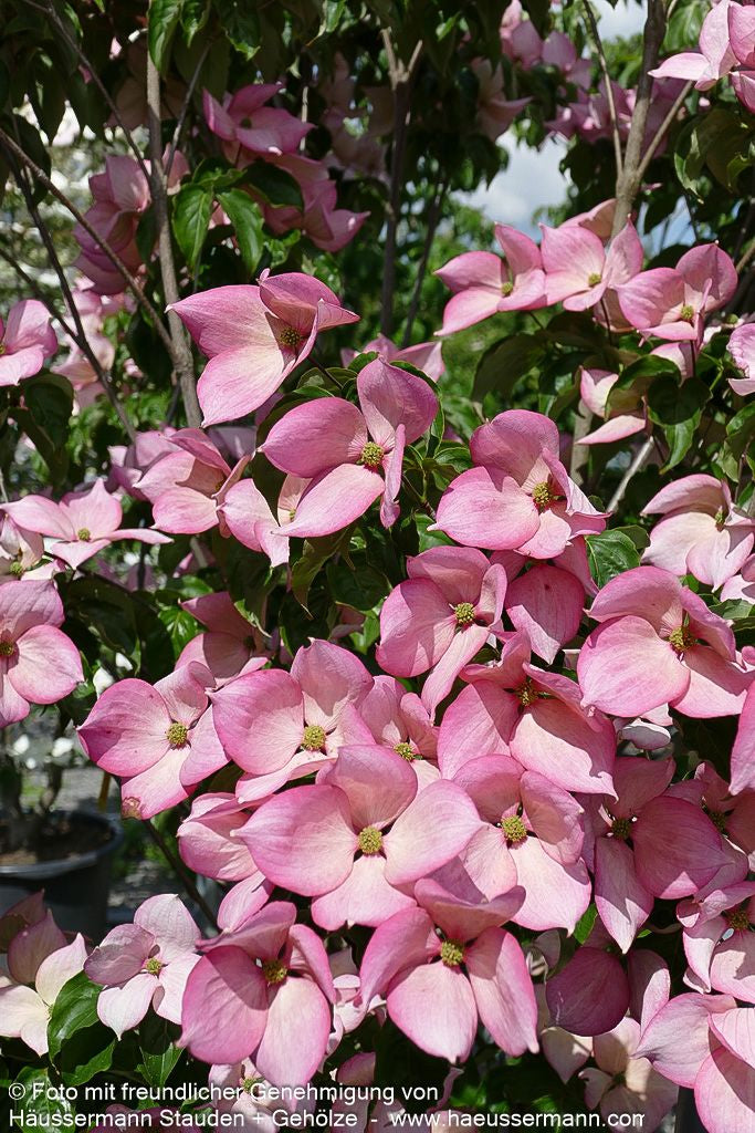 Japanischer Blumen-Hartriegel 'Rosy Teacups' (Cornus kousa)