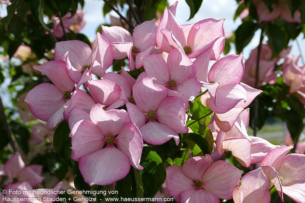 Japanischer Blumen-Hartriegel 'Rosy Teacups' (Cornus kousa)