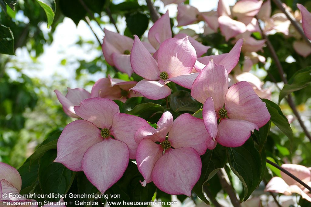 Japanischer Blumen-Hartriegel 'Rosy Teacups' (Cornus kousa)