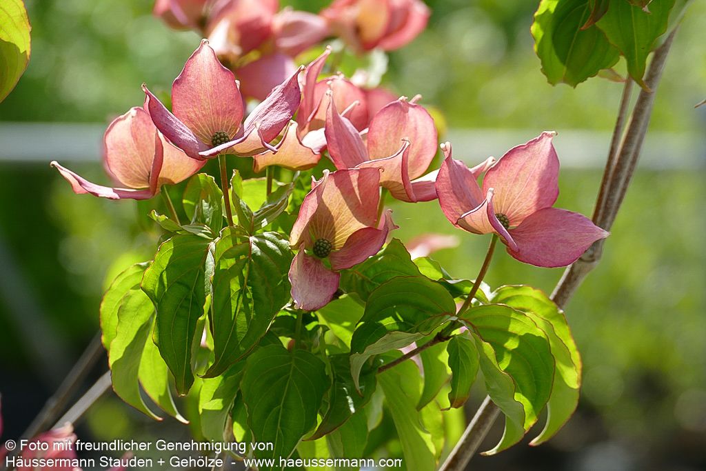 Japanischer Blumen-Hartriegel 'Rosy Teacups' (Cornus kousa)