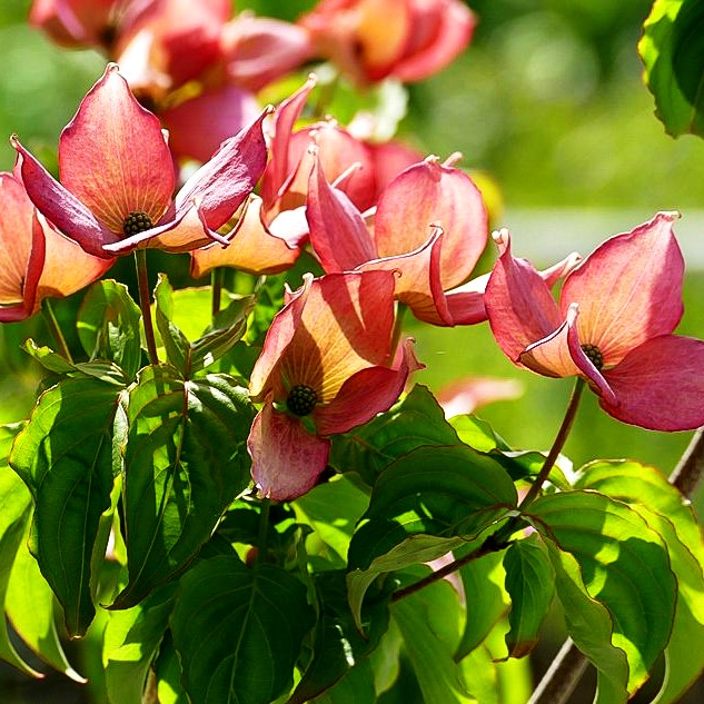 Japanischer Blumen-Hartriegel 'Rosy Teacups' (Cornus kousa)