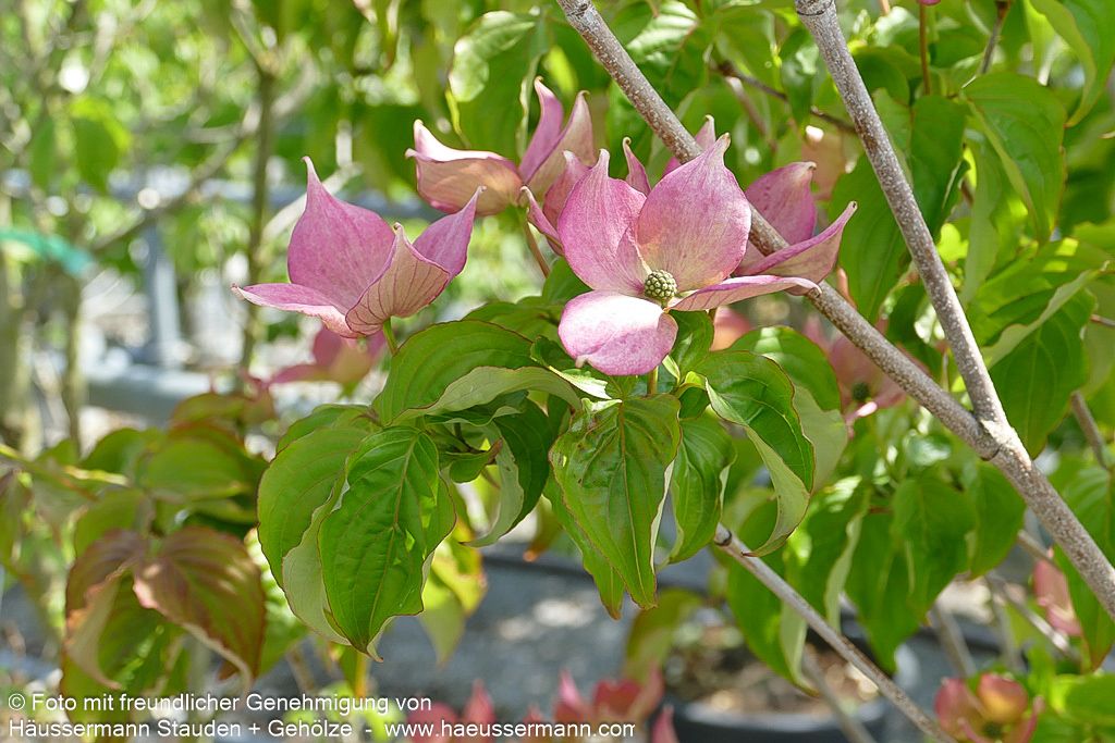 Japanischer Blumen-Hartriegel 'Rosy Teacups' (Cornus kousa)