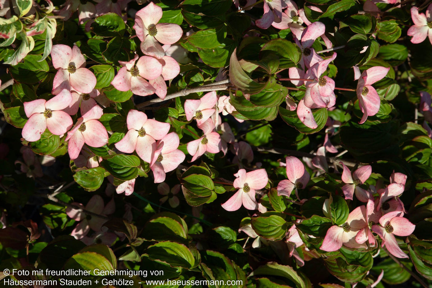 Japanischer Blumen-Hartriegel 'Satomi' (Cornus kousa)