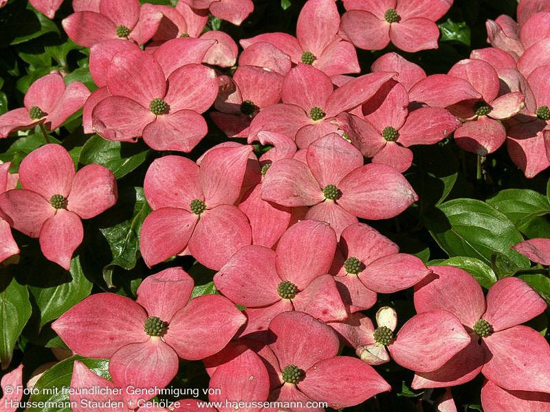 Japanischer Blumen-Hartriegel 'Satomi' (Cornus kousa)