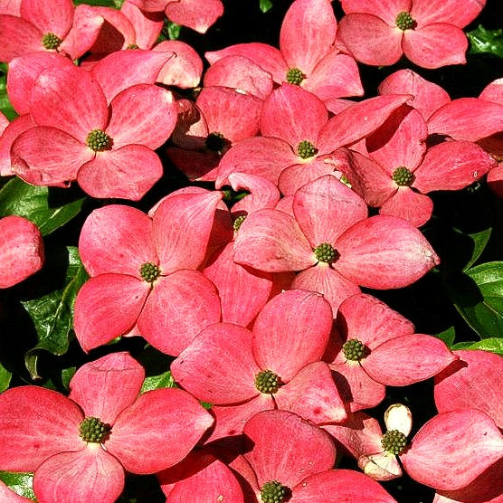 Japanischer Blumen-Hartriegel 'Satomi' (Cornus kousa)