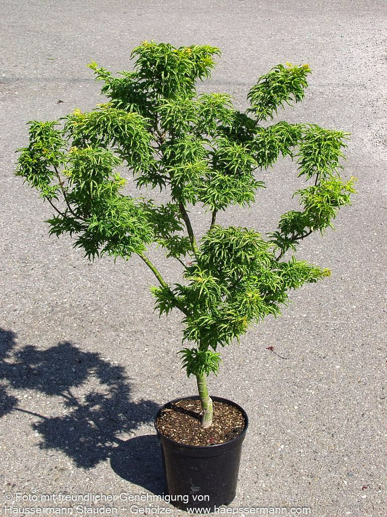 Japanischer Bonsai-Ahorn 'Shishigashira' (Acer palmatum)