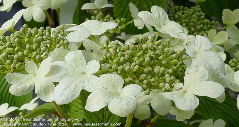 Japanischer Etagen-Schneeball 'Mariesii' (Viburnum plicatum)