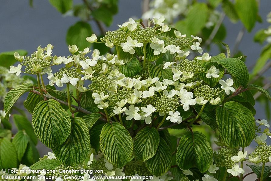 Japanischer Etagen-Schneeball 'Mariesii' (Viburnum plicatum)