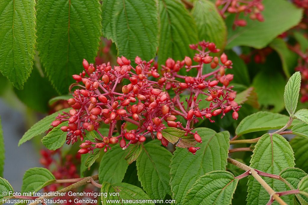 Japanischer Etagen-Schneeball 'Mariesii' (Viburnum plicatum)