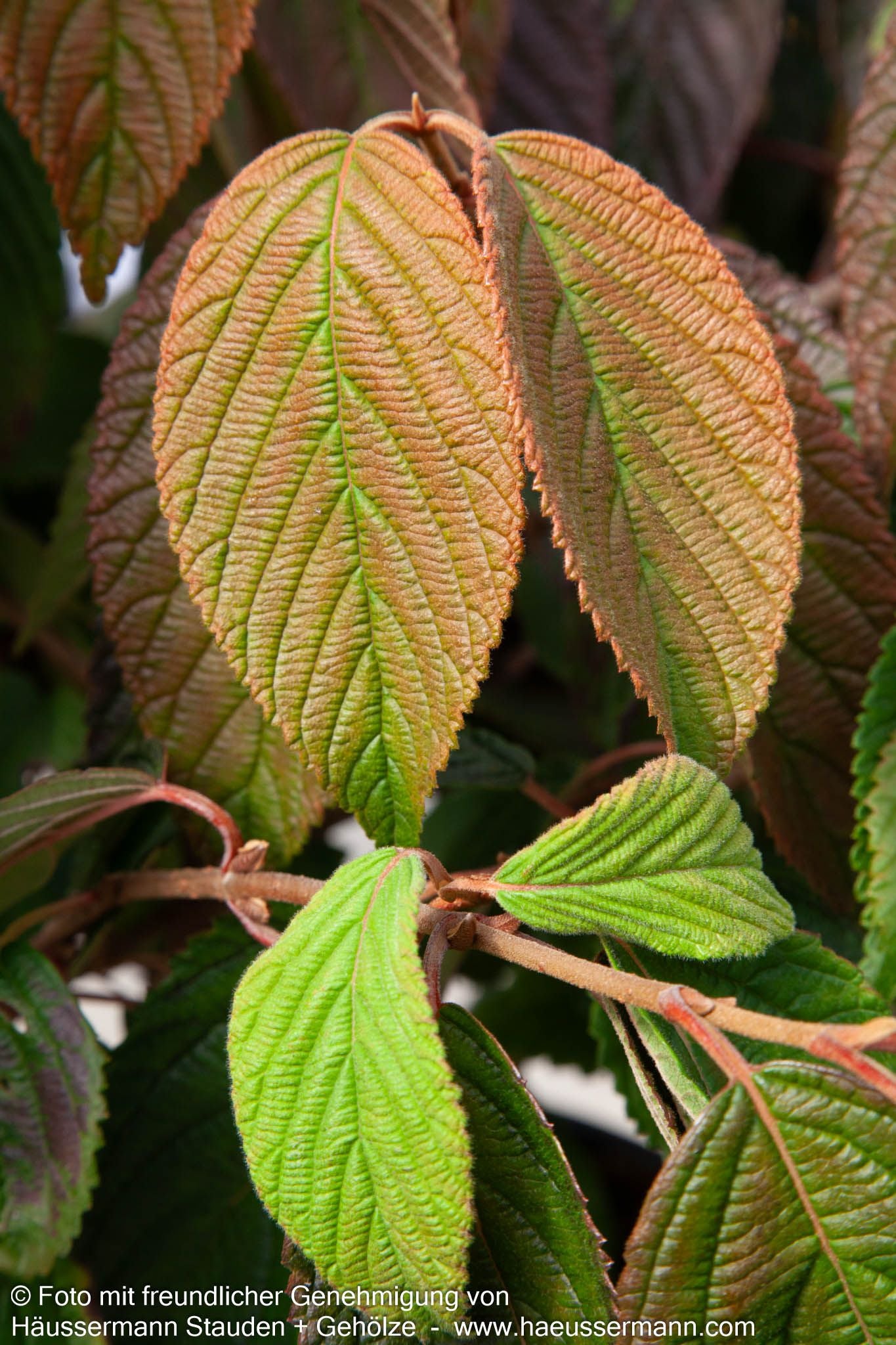 Japanischer Etagen-Schneeball 'Mariesii' (Viburnum plicatum)