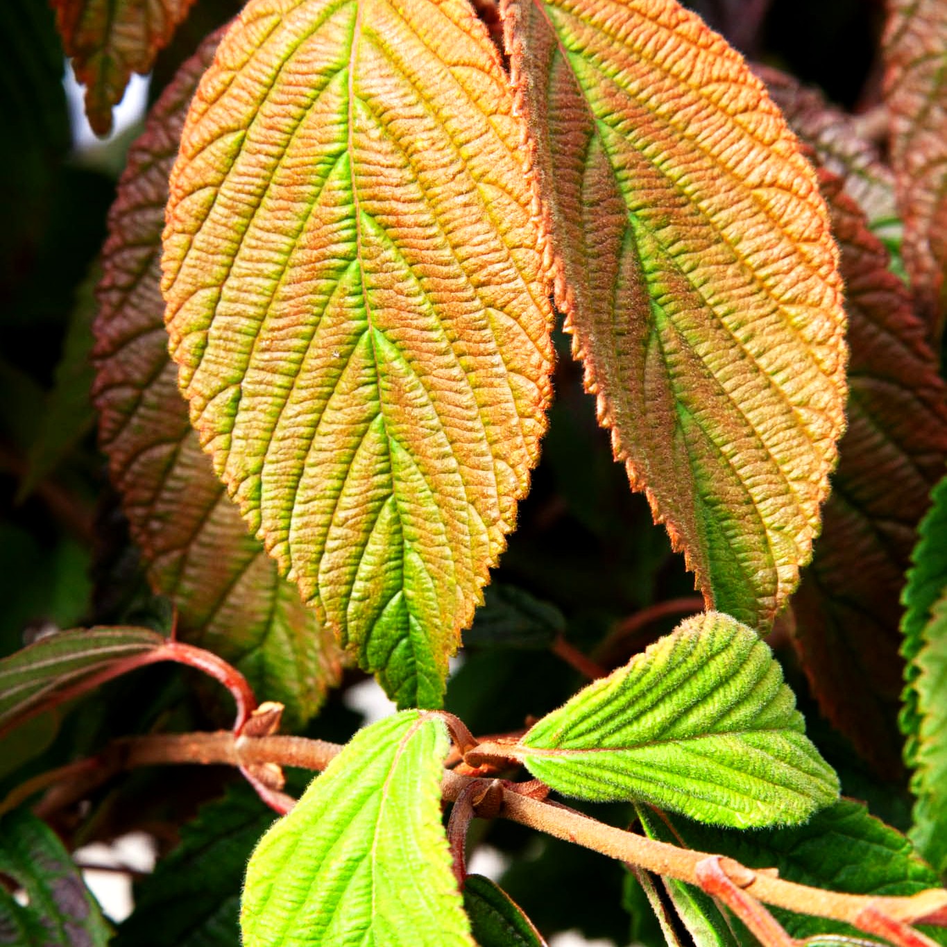 Japanischer Etagen-Schneeball 'Mariesii' (Viburnum plicatum)