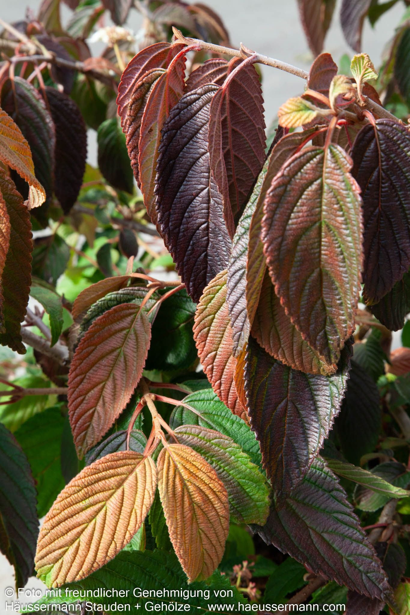 Japanischer Etagen-Schneeball 'Mariesii' (Viburnum plicatum)