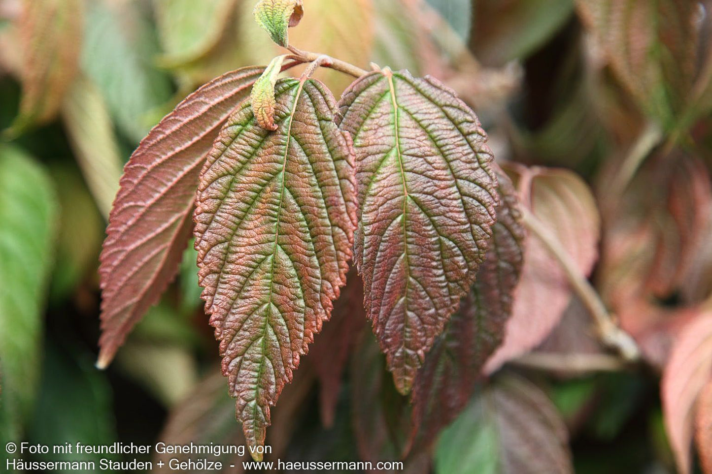 Japanischer Etagen-Schneeball 'Mariesii' (Viburnum plicatum)