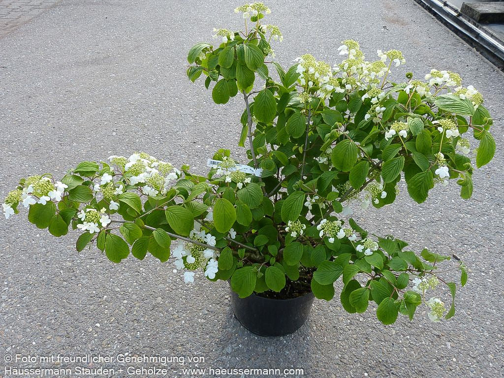 Japanischer Etagen-Schneeball 'Mariesii' (Viburnum plicatum)