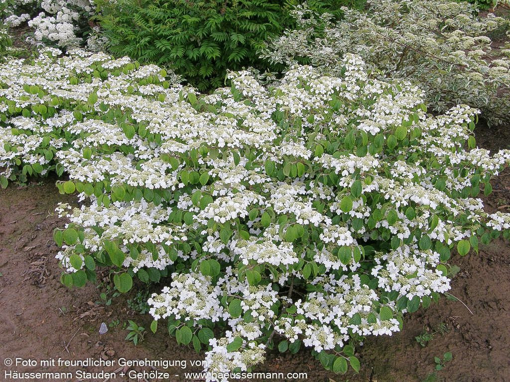 Japanischer Etagen-Schneeball 'Mariesii' (Viburnum plicatum)
