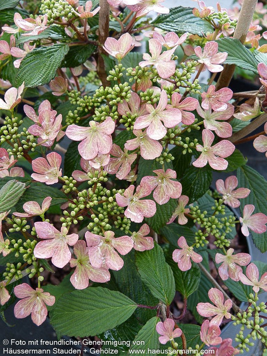 Japanischer Etagen-Schneeball 'Molly Schroeder' (Viburnum plicatum)