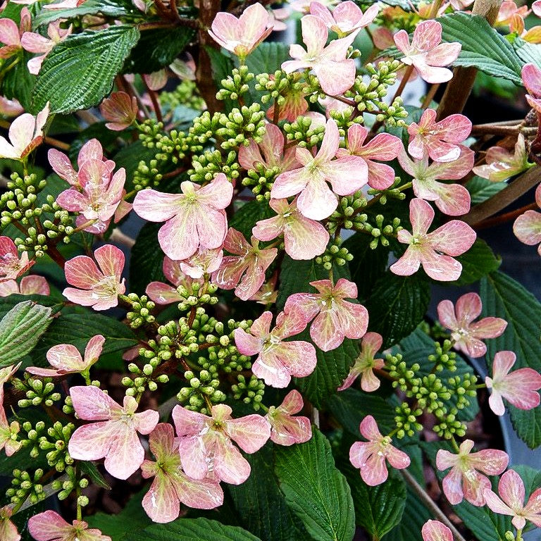 Japanischer Etagen-Schneeball 'Molly Schroeder' (Viburnum plicatum)