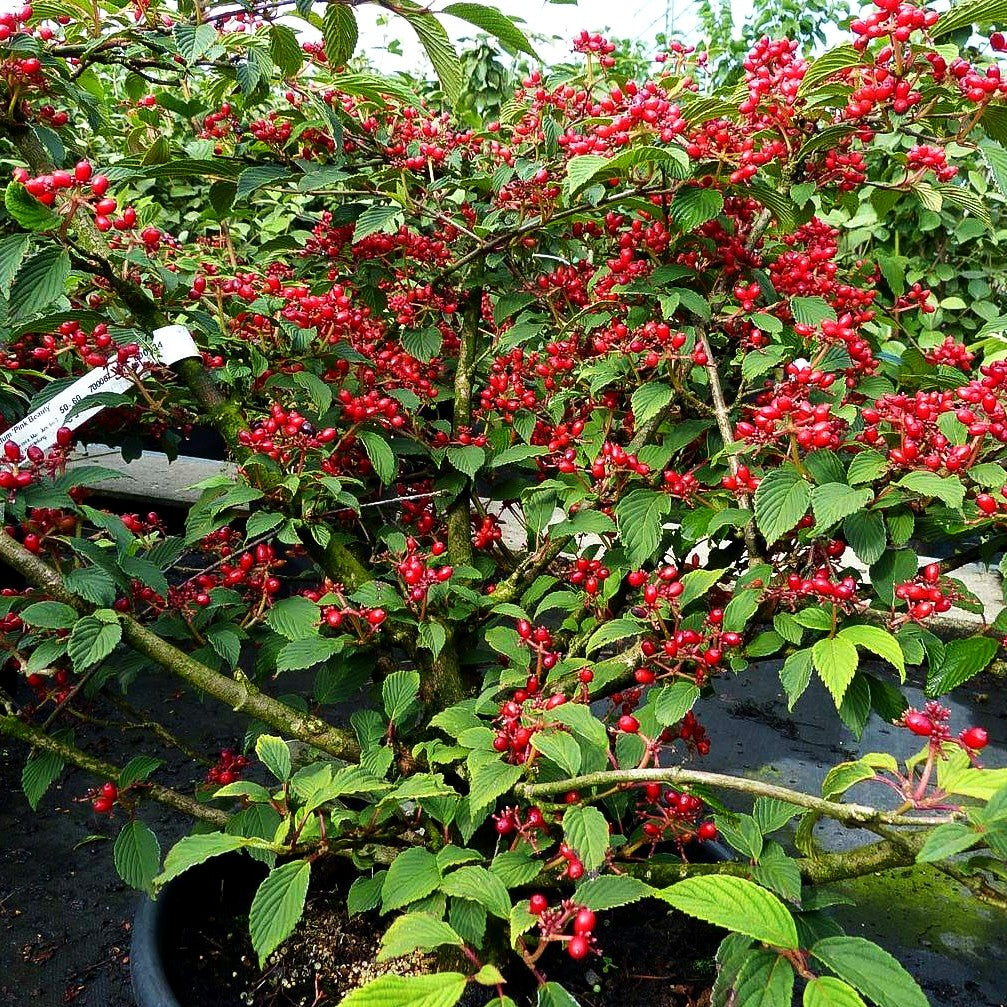 Japanischer Etagen-Schneeball 'Pink Beauty' (Viburnum plicatum)