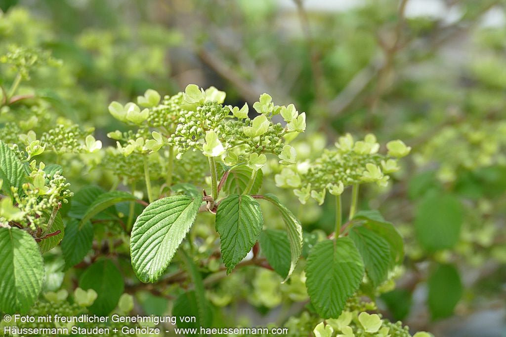 Japanischer Etagen-Schneeball 'Watanabe' (Viburnum plicatum)