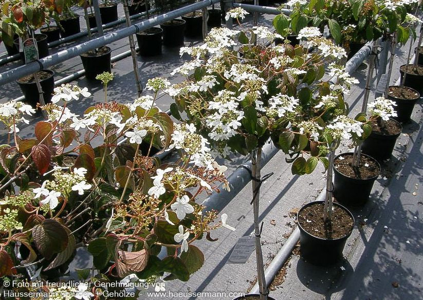 Japanischer Etagen-Schneeball 'Watanabe' (Viburnum plicatum)