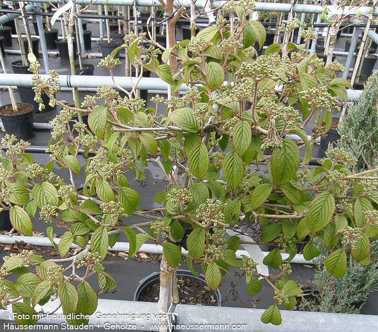 Japanischer Etagen-Schneeball 'Watanabe' (Viburnum plicatum)