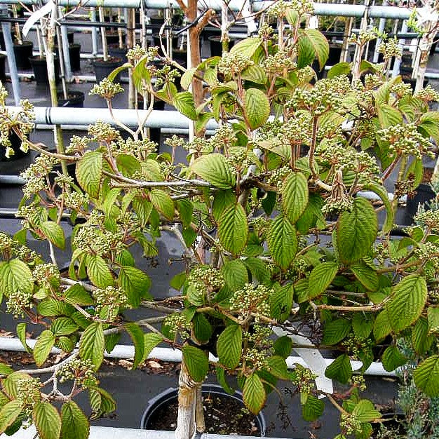 Japanischer Etagen-Schneeball 'Watanabe' (Viburnum plicatum)