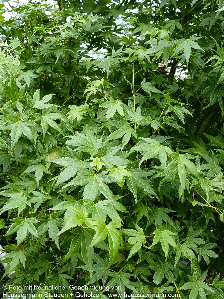 Japanischer Fächer-Ahorn (Acer palmatum)