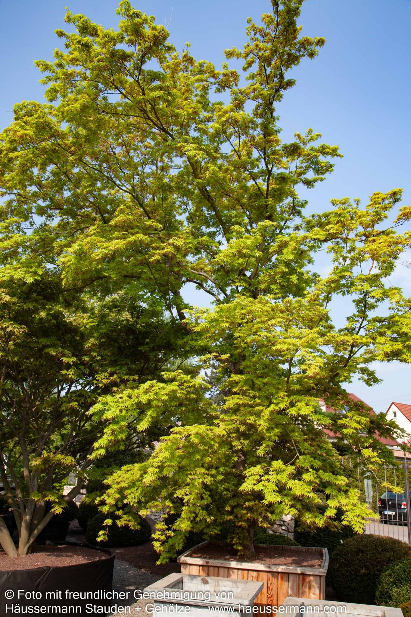 Japanischer Fächer-Ahorn (Acer palmatum)