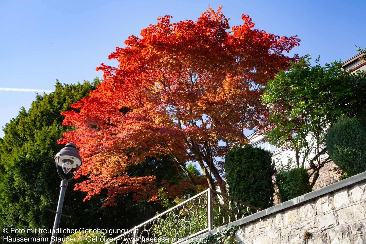 Japanischer Fächer-Ahorn (Acer palmatum)