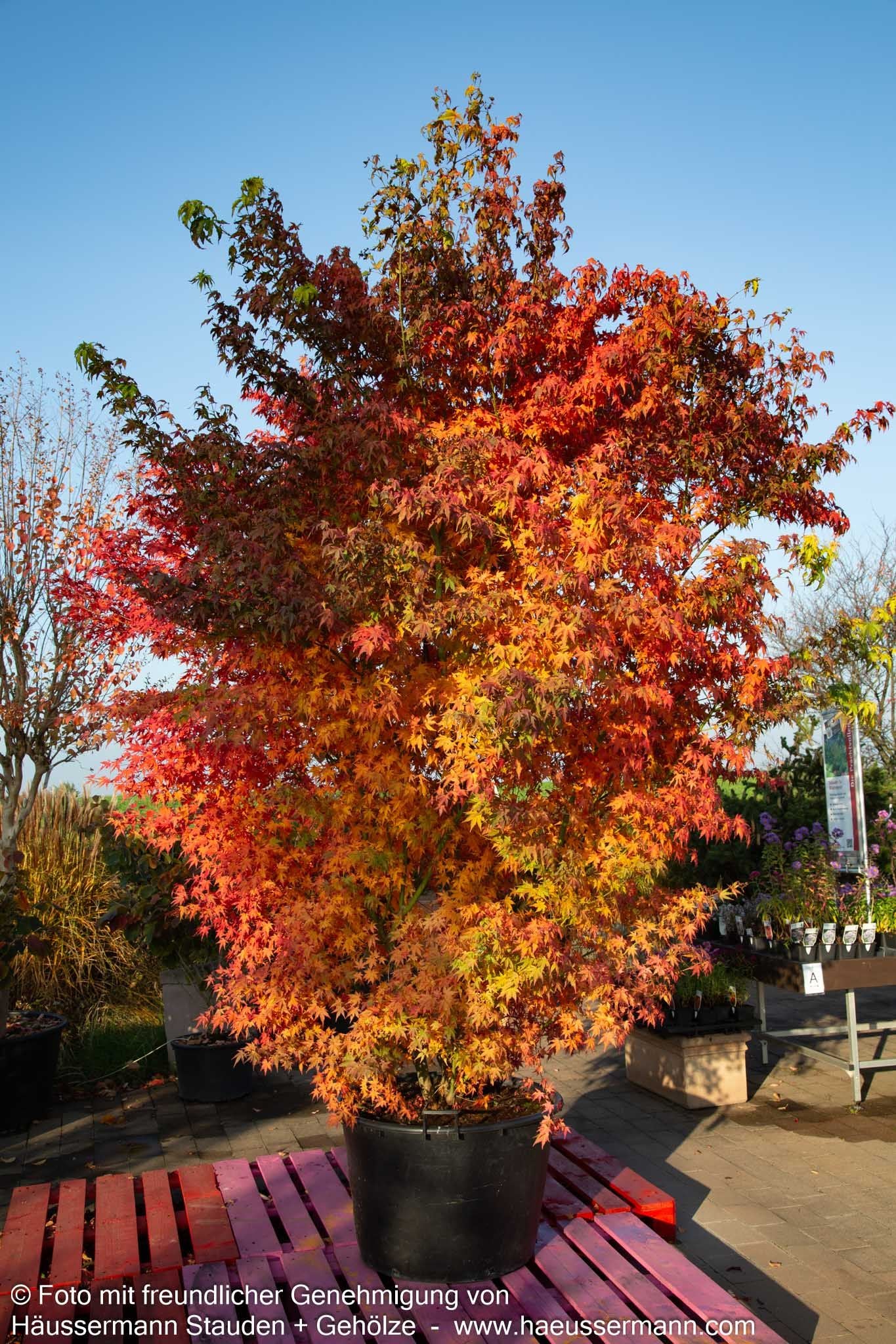 Japanischer Fächer-Ahorn (Acer palmatum)